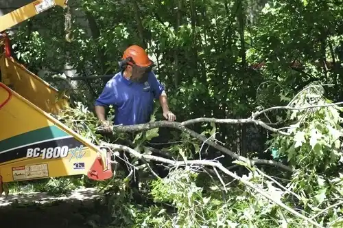 tree services Maineville